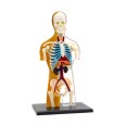 Анатомия Човешкото тяло