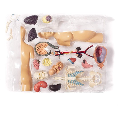 Анатомия Човешка бременност