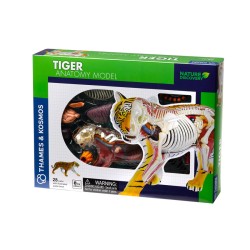 Анатомия Тигър