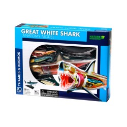 Анатомия Голяма бяла акула